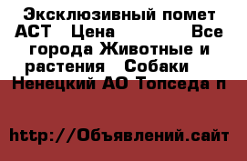 Эксклюзивный помет АСТ › Цена ­ 30 000 - Все города Животные и растения » Собаки   . Ненецкий АО,Топседа п.